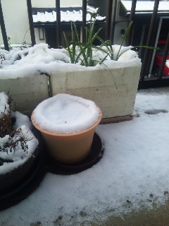 20100202雪02