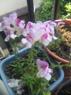 20110508キンギョソウピンク01