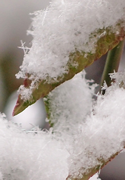 P2083072_4.jpg