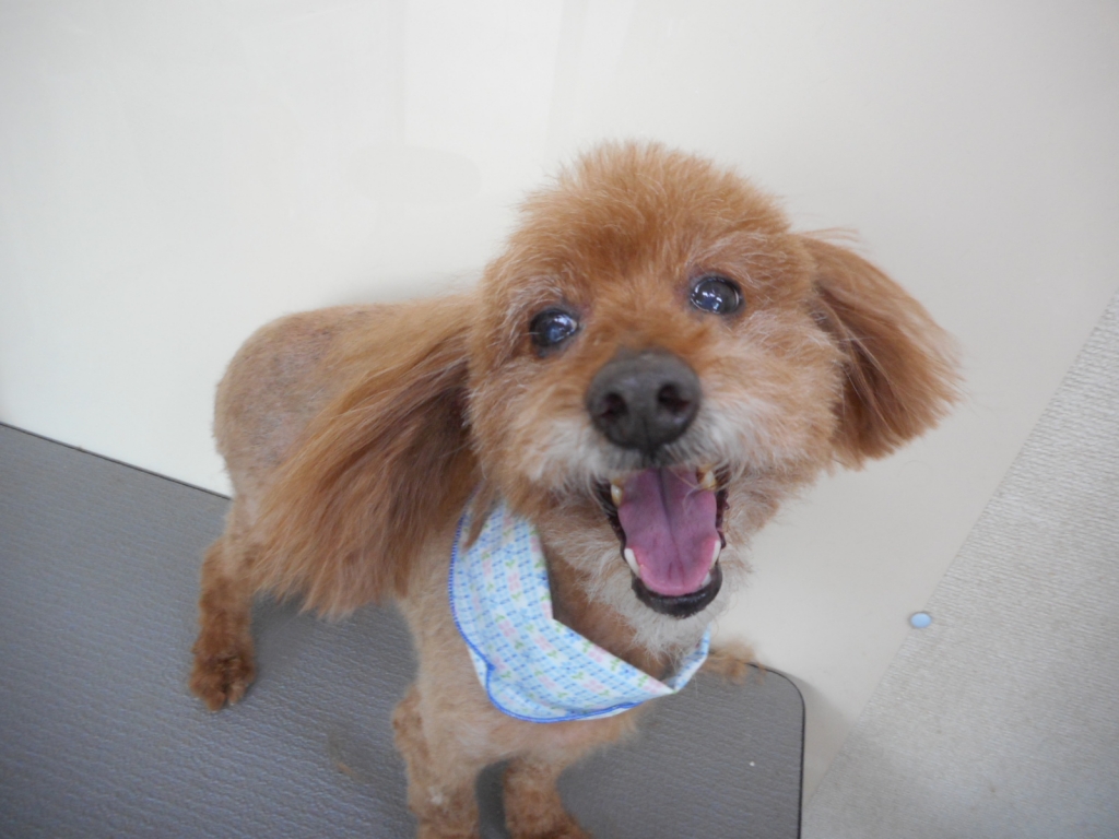 2019年03月の記事 | Dog salon あぶく Blog