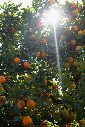 Naranja!
