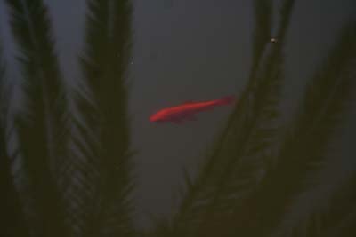 金魚