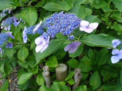 DSC00284.JPG