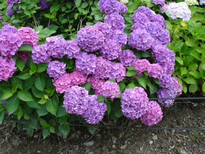 DSC00286.JPG
