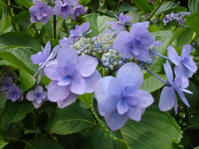 DSC00291.JPG