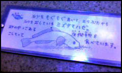 ミズタマハゼの説明書き