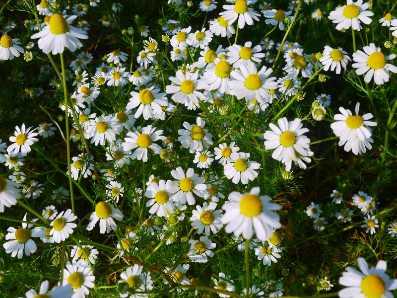 カモミールの花.jpg