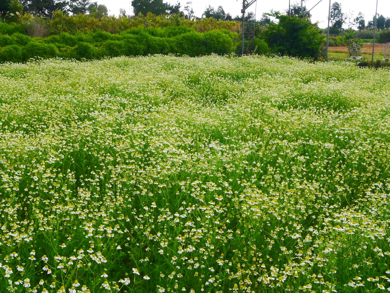 P1050789.JPG