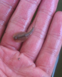 カブトエビ