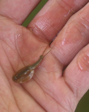 カブトエビ