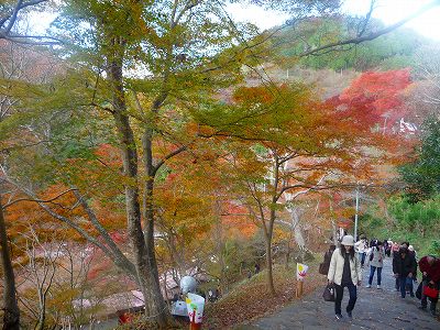最初はいきなり下りです。