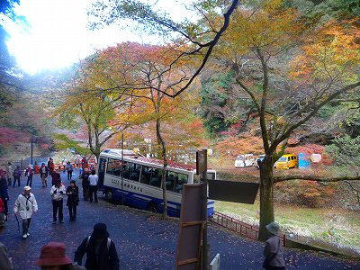 この川の周辺も紅葉が綺麗です!