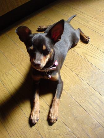 すあま