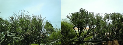 DVC00078.jpg
