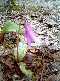 20060329_155119.jpg