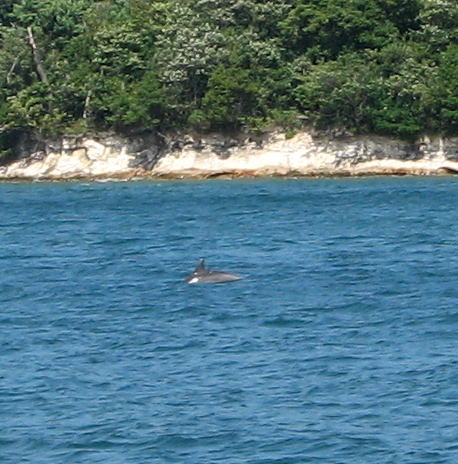 能登島 野生のイルカ