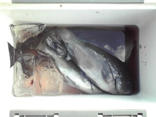 釣果