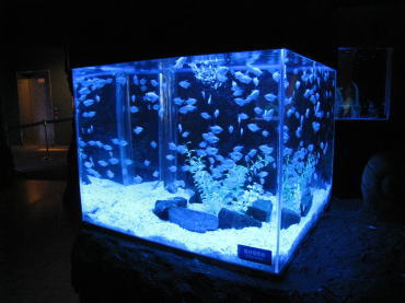 水族館1
