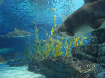 水族館2