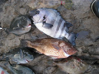 高級魚ずらり