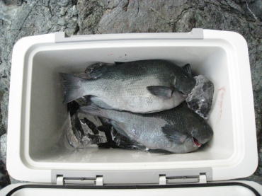 釣果