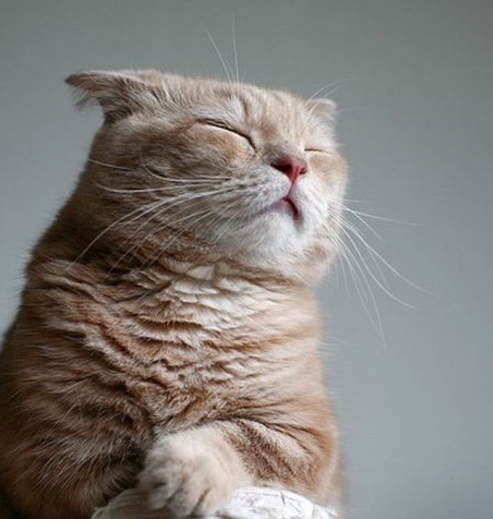 猫の瞑想会 満席です | ４×６ -キキのテーブルブログ-