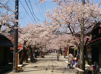 がいせん桜