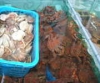 食べ損ねたカニたち