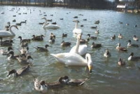 白鳥達