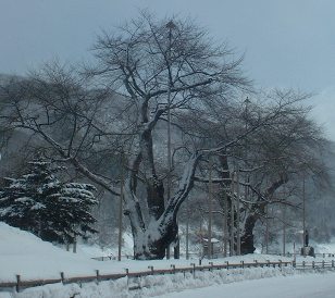 平成20年2月13日現在の荘川桜
