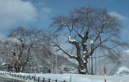 平成20年2月16日の荘川桜