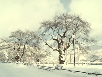 平成20年12月27日の荘川桜