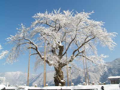 平成21年2月12日の荘川桜