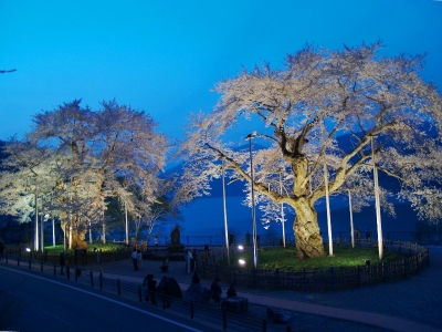 平成22年5月5日の荘川桜ライトアップ