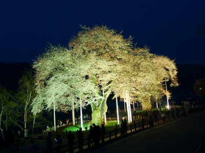 平成22年5月5日の荘川桜ライトアップ