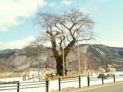 平成23年3月22日の荘川桜