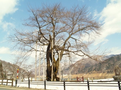 平成23年3月22日の荘川桜