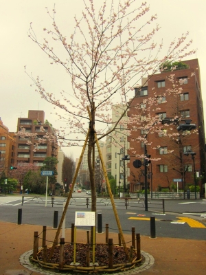 千代田区の荘川桜2世