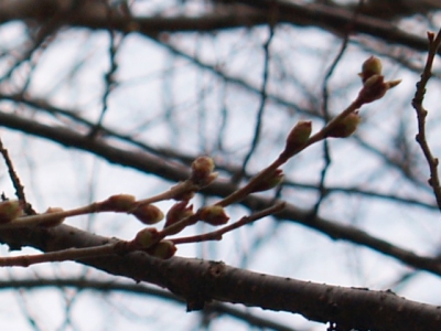 平成23年4月24日の荘川桜