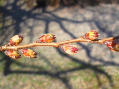 平成23年4月25日の荘川桜