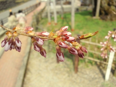 平成23年5月6日の荘川桜