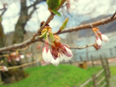 平成23年5月7日の荘川桜