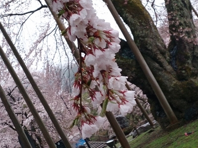 平成26年4月29日の荘川桜