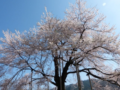 平成26年5月2日の荘川桜