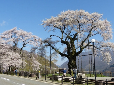 平成26年5月2日の荘川桜