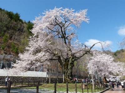 平成26年5月2日の荘川桜