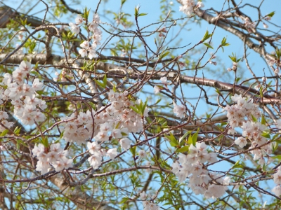 H27.5.3の荘川桜