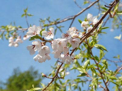 H27.5.3の荘川桜