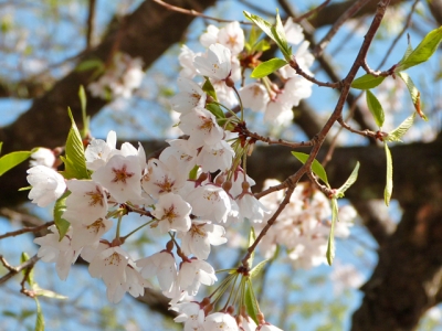 H27.5.3の荘川桜