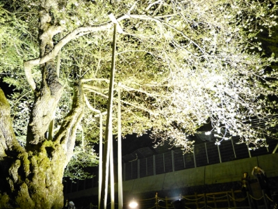 H27.5.3の荘川桜ライトアップ